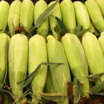 How to Pick the Best Sweet Corn