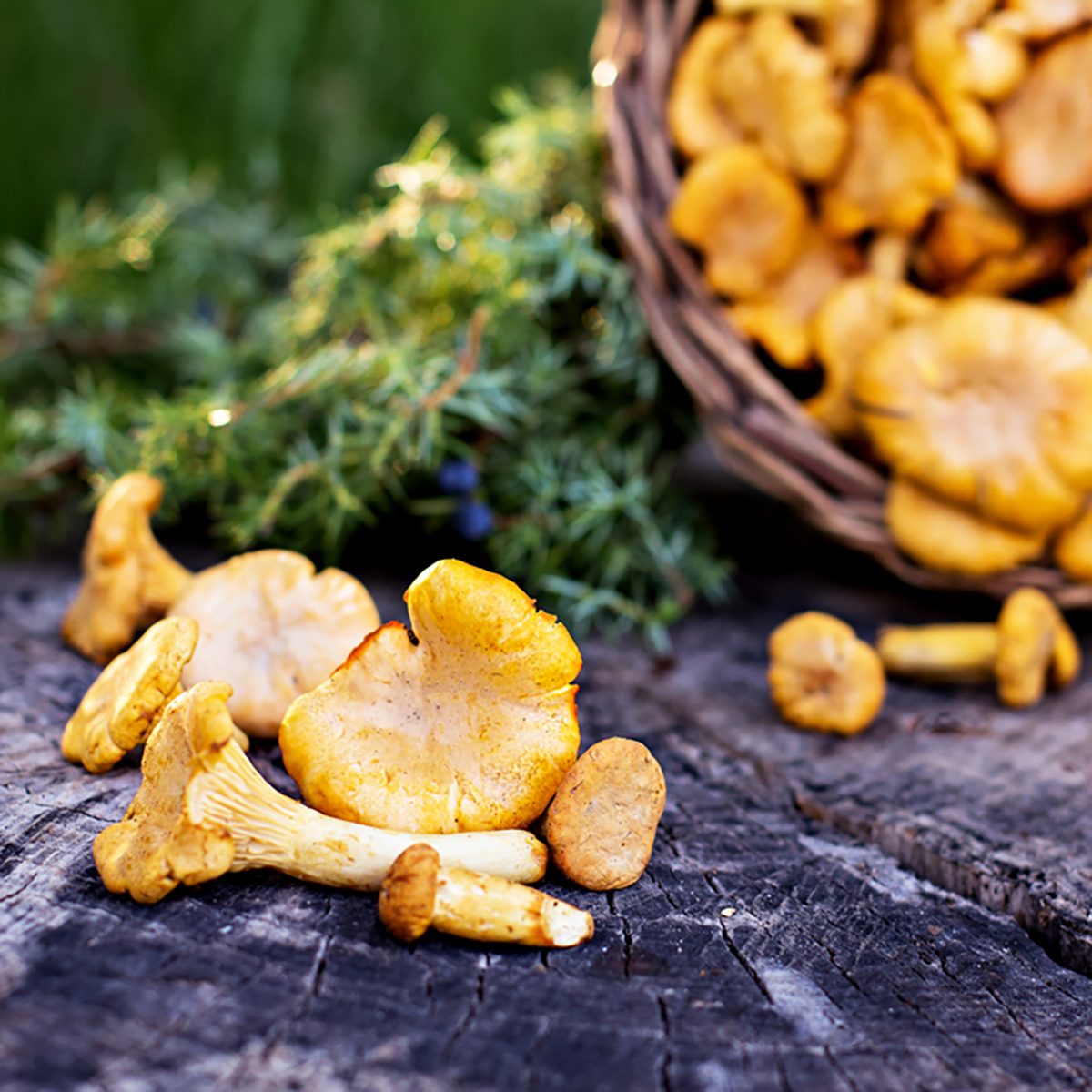 Mushrooms chanterelle in the basket. Raw wild mushrooms chanterelles in basket with dill on wooden background. Composition with wild mushrooms;