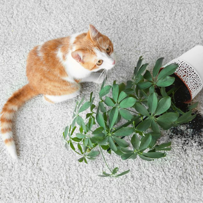 Cat near overturned house plant on light carpet