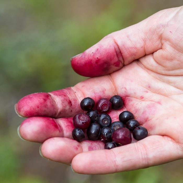 close up of a hand with red fingers holding a bunch of fresh picked huckleberries