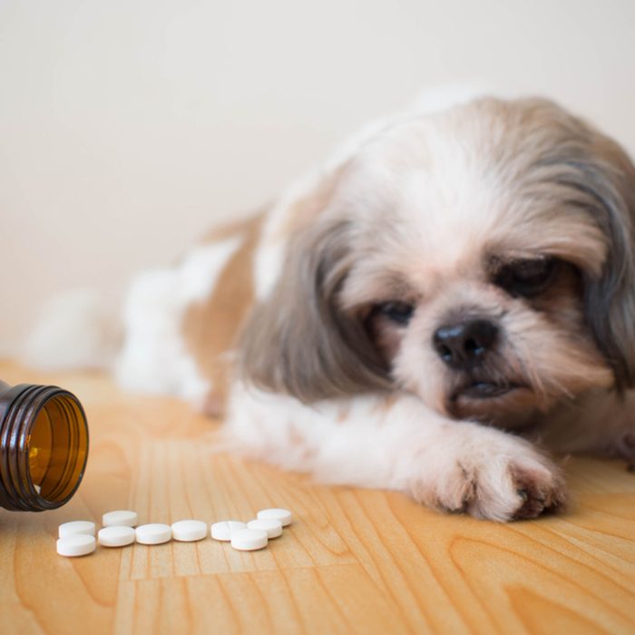 White medicine pills spilling out of bottle on wooden floor with blurred cute Shih tzu dog background