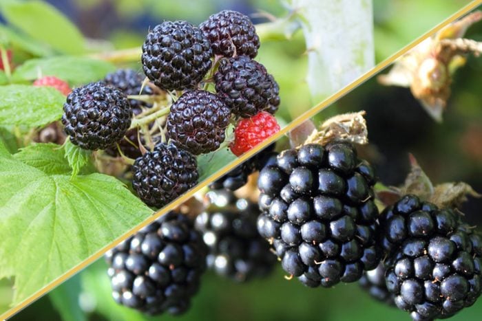 Black raspberries and blackberries
