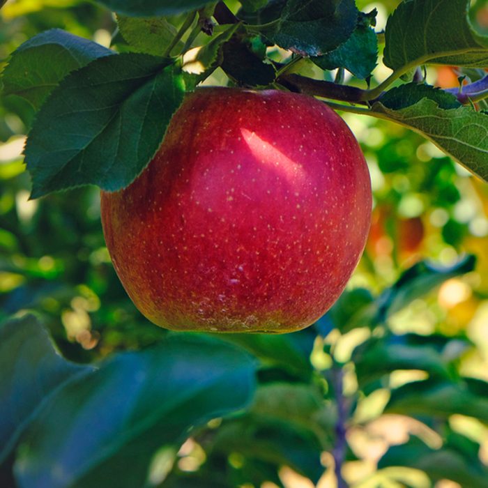 Red apple on the vine