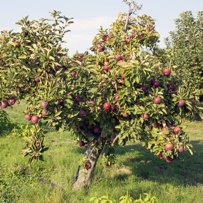 A row of trees with red apples "Black Arkansas"