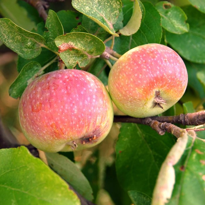 Apples on the tree in the summer just weeks before harvest.