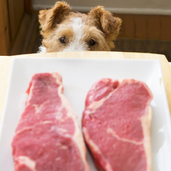 A perky wire fox terrier eying two strip loin steaks