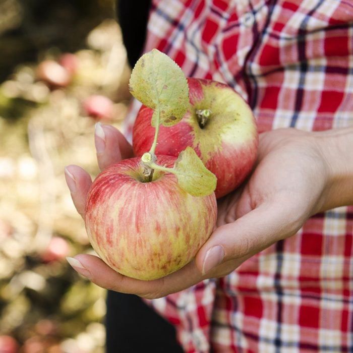 Girl picking fresh gravenstein apples from an orchard