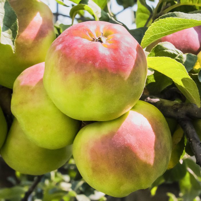 abundantly growing maturing large apples