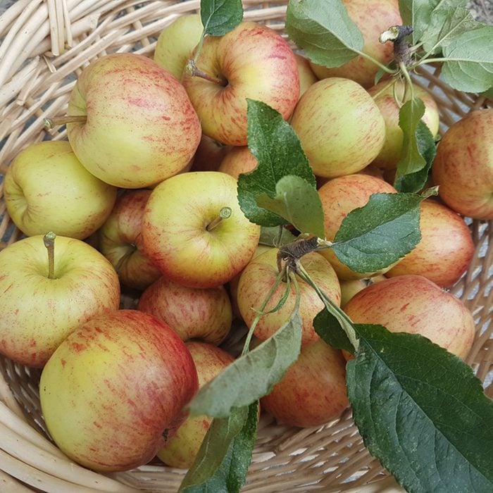 Freshly Picked Braeburn Apples in wicker basket at Harvest time in Autumn