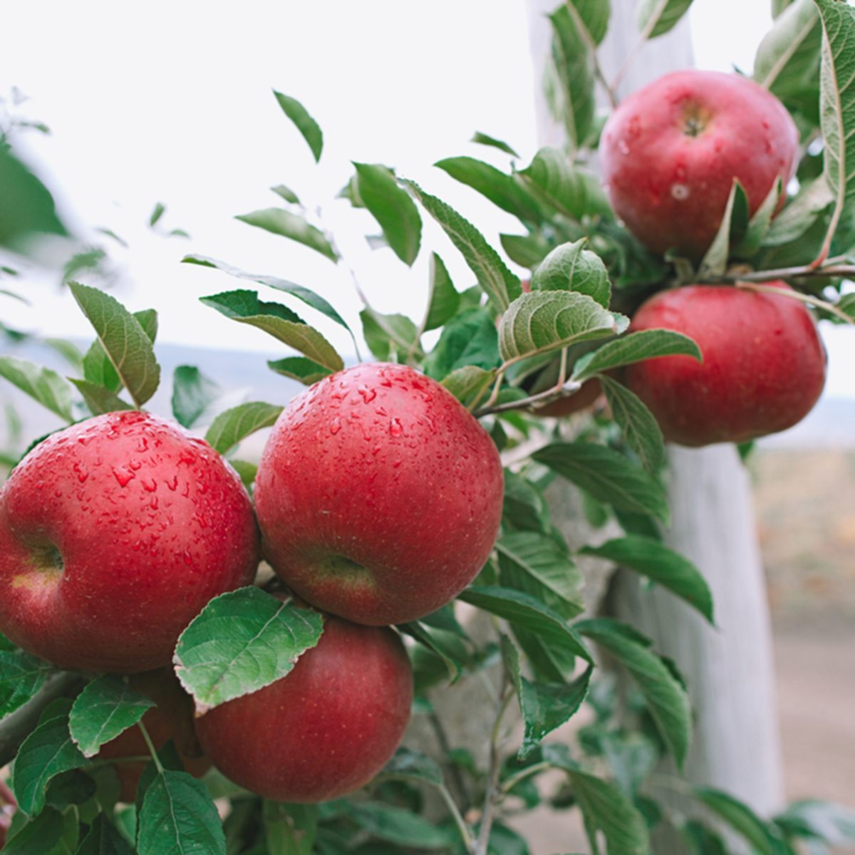 Closeup of a branch full of fresh red apples