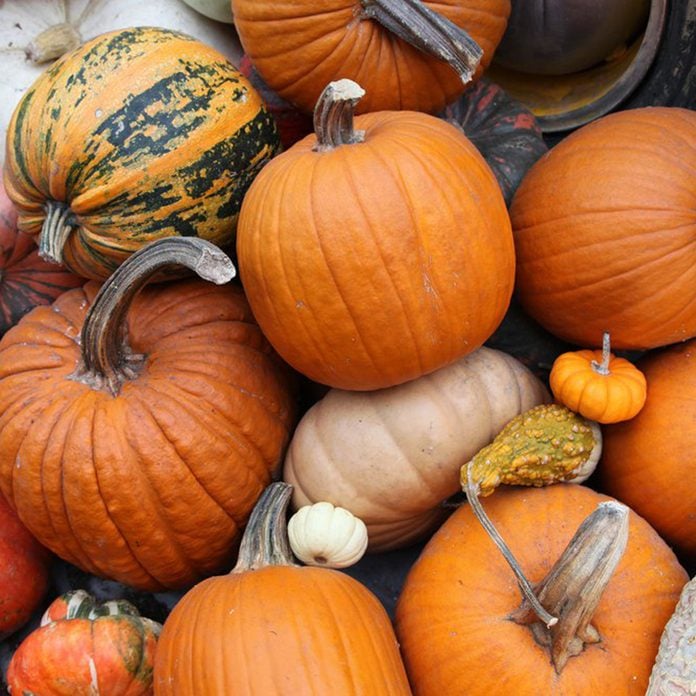 Various pumpkins and gourds
