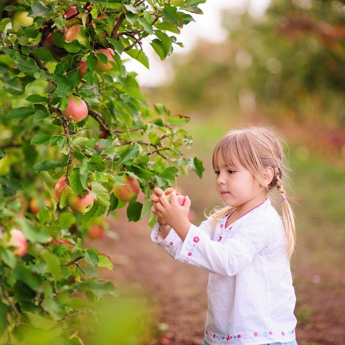 Young girl picking apples