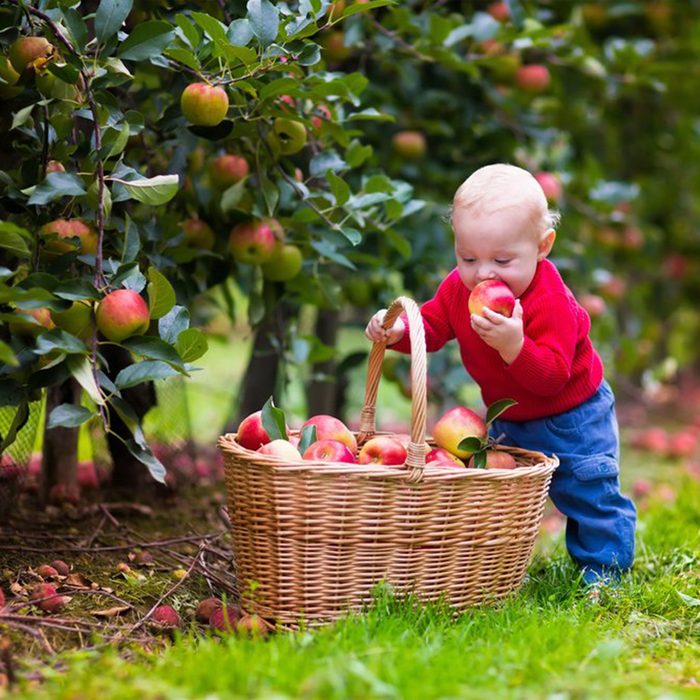 Young boy taking apples out of a basket