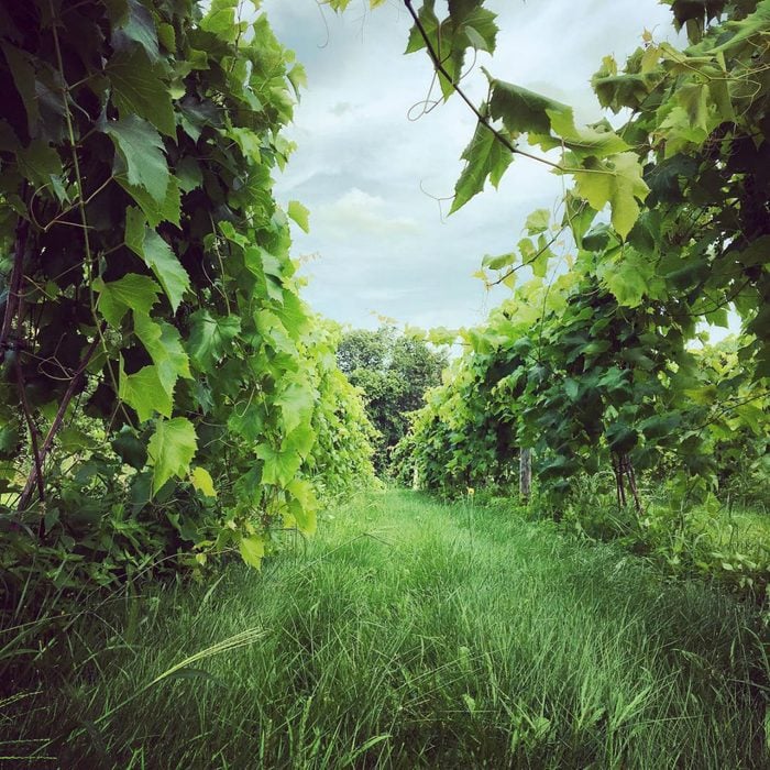Sharpe vineyard