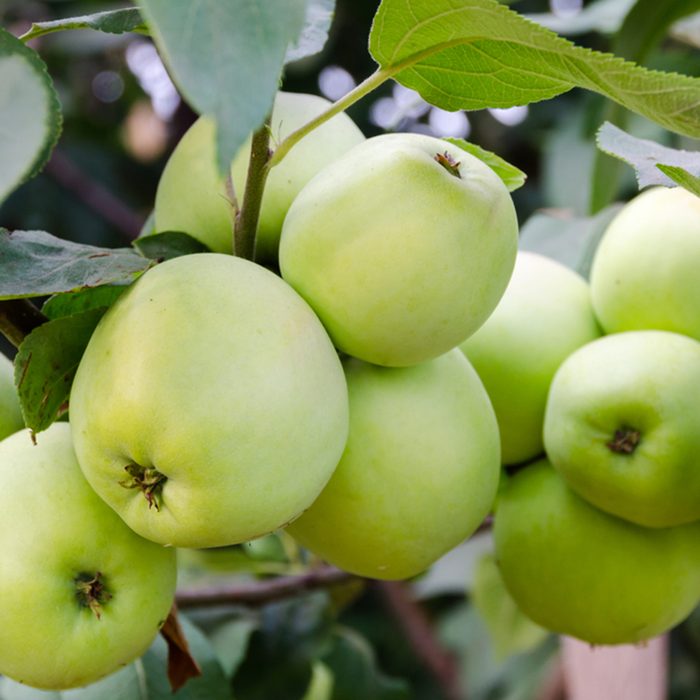 Green apples grow in the garden on a branch.