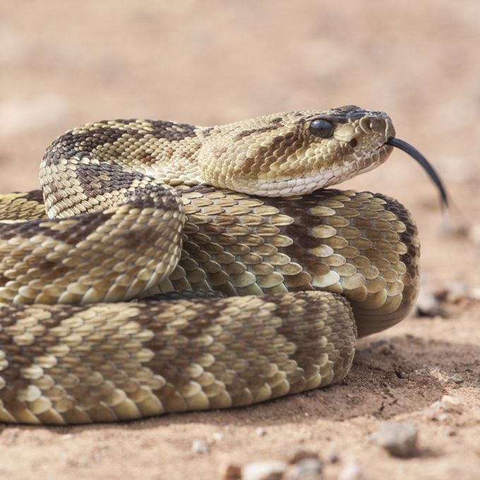 Crotalus molossus is a venomous pit viper species found in the southwestern United States and Mexico.