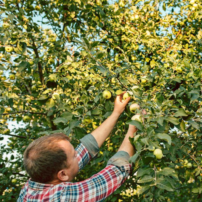 The male hand during picking apples in a garden outdoors.
