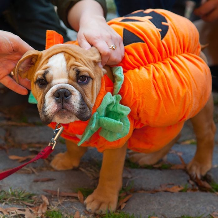 Scenes from The 24th Annual Tompkins Square Halloween Dog Parade
