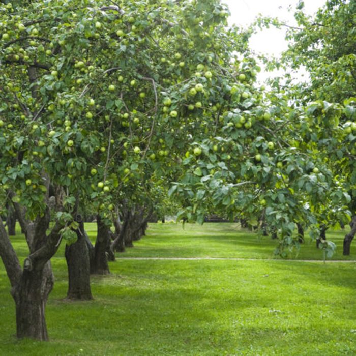 apple gardens