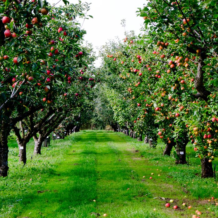 Autumn apple tree grove
