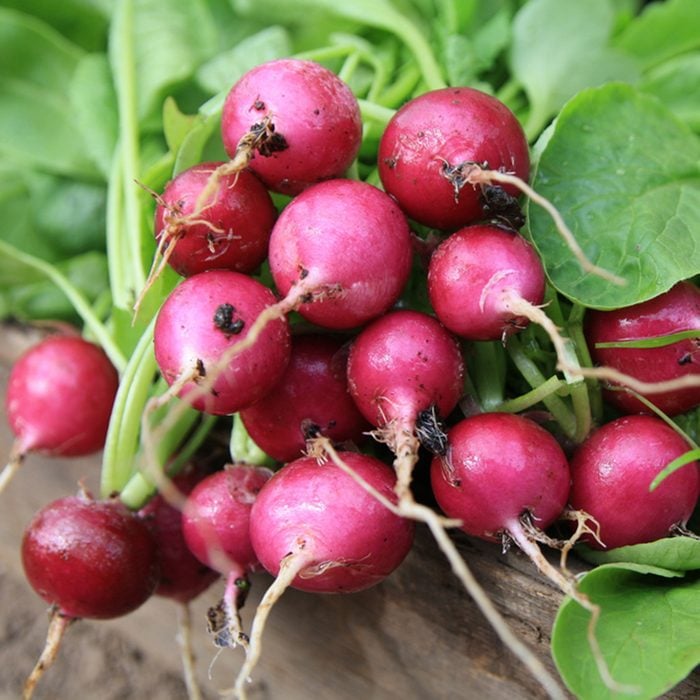 Freshly harvested, purple colorful radish.