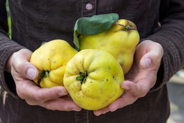 Hand holding yellow quince fruit.