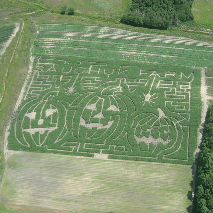 Sauchuk's Corn Maze and Pumpkin Patch