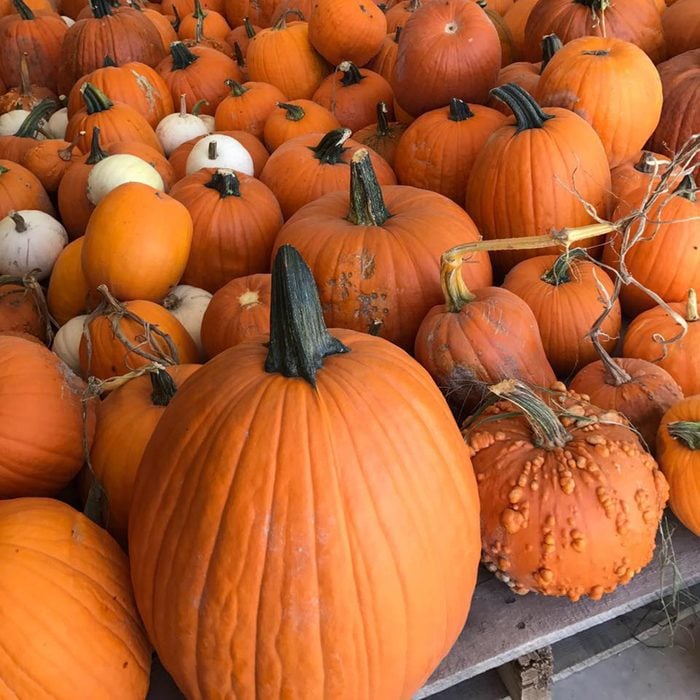 Balzano Vineyard and Pumpkin Patch