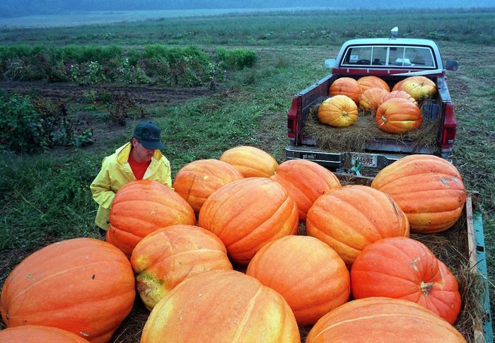 Halloween is still more than a month away, but farmer Wayne Woodard already has 100-pound pumpkins for sale at a roadside stand in New Milford, Conn PUMPKINS, NEW MILFORD, USA