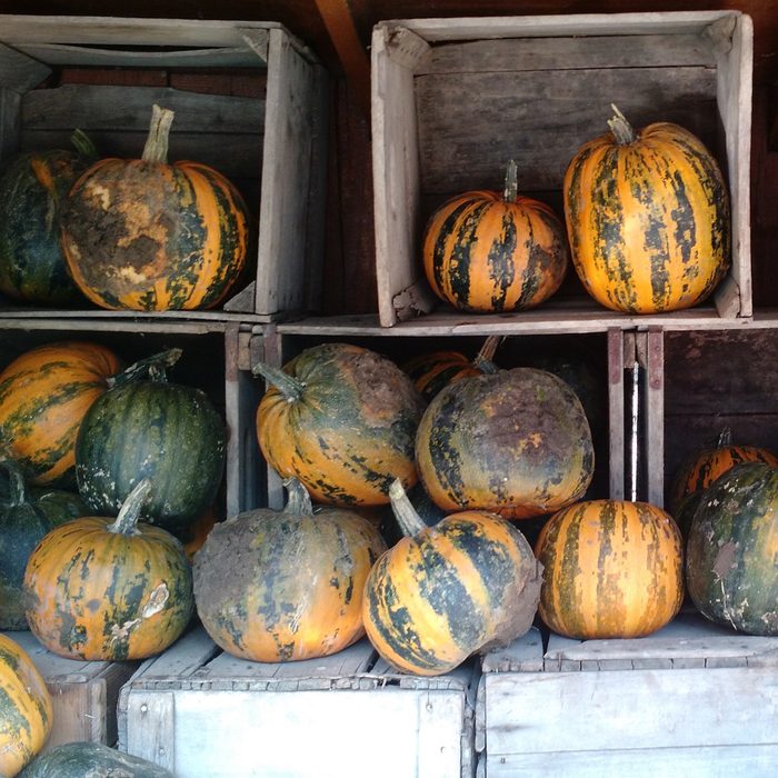 Vala'a Pumpkin Patch