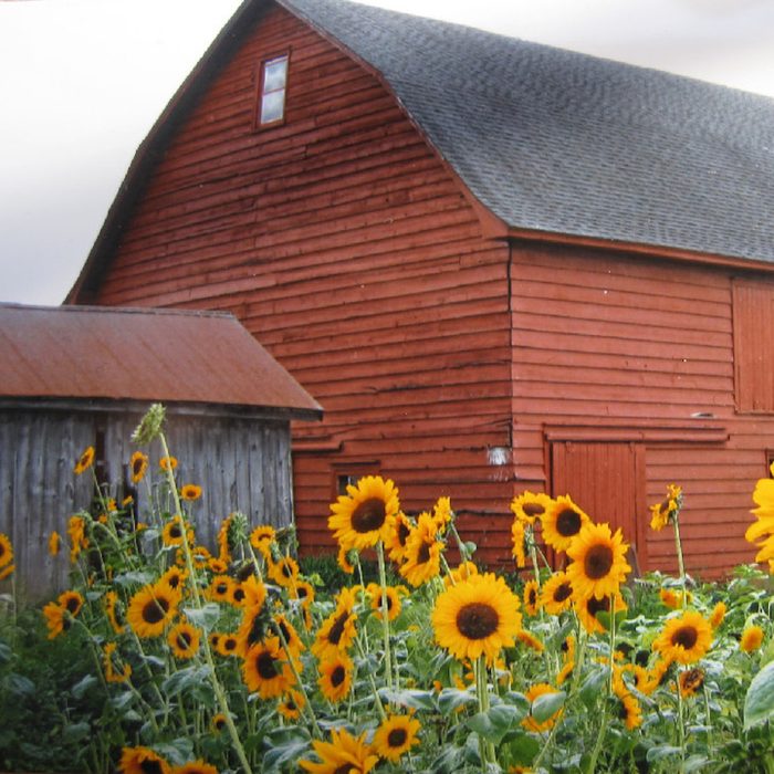 Cheesequake Farm