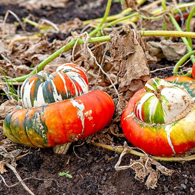 Turban squash, also known as "Turk's turban" or "French turban", is a type of squash most often used as a winter squash. It is an heirloom, predating 1820. A cultivar of Cucurbita maxima, it is closely related to the buttercup squash. It is typically 6 pounds when mature