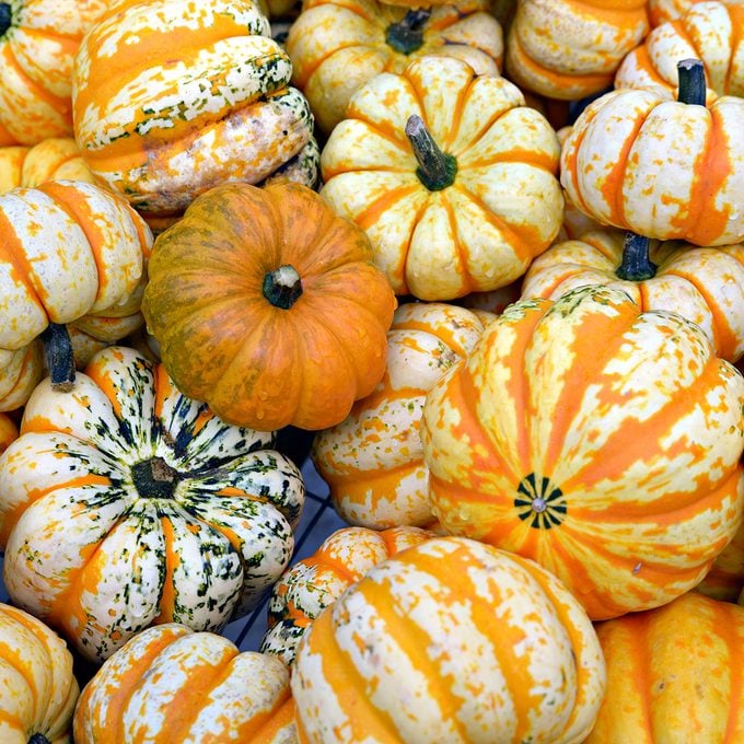 A detailed close up of white and orange striped carnival dumpling squash in a pile. A great background image.