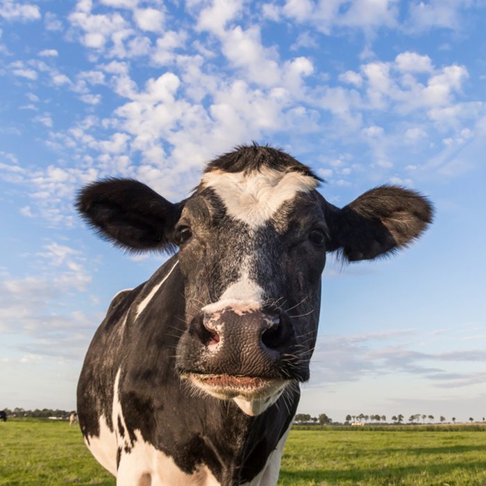 Close up of a dutch black and white cow in Holland