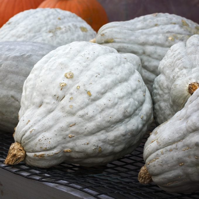 Blue hubbard squash and pumpkins sold in a farm