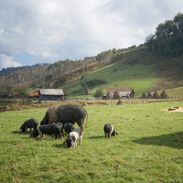Group of Iberian pig in the meadow in the mountains.