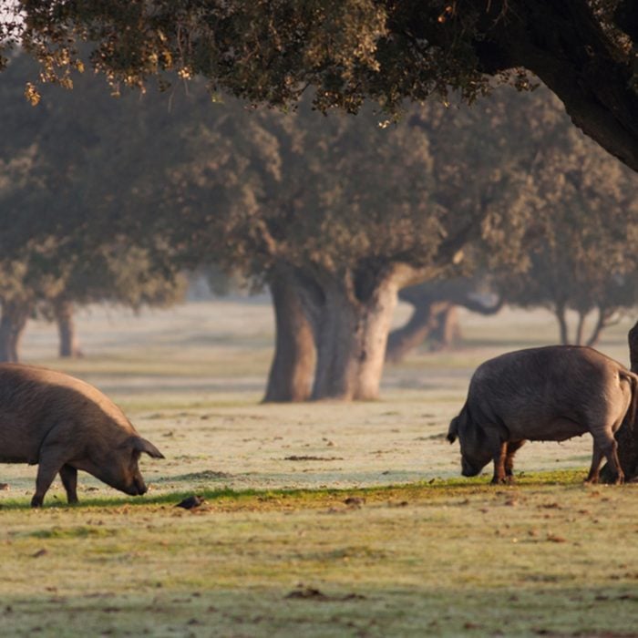 Iberian pigs grazing in the Extremadura landscape in Spain