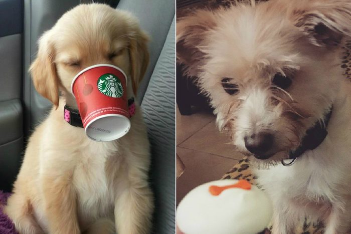 Puppies drinking coffee and eating cupcakes
