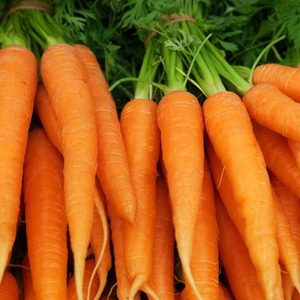 Bunches of colorful orange carrots with green tops held together with elastic bands.