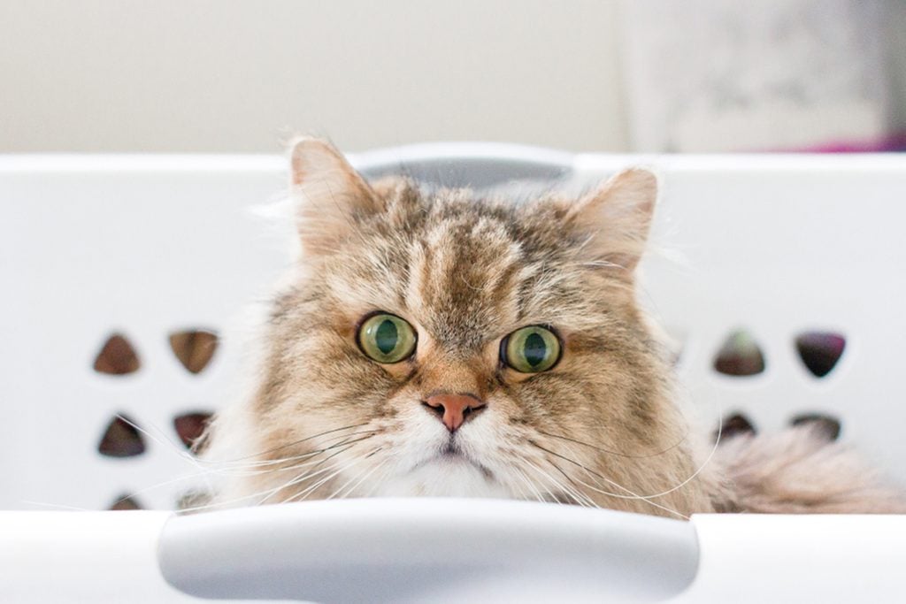 Portrait of a brown, long haired adult cat sitting inside of a white laundry basket