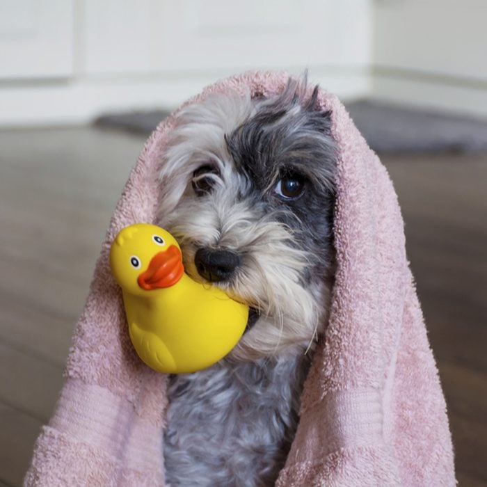 Cute Dog with Pink Towel and yellow Rubber Duck ready for Bath