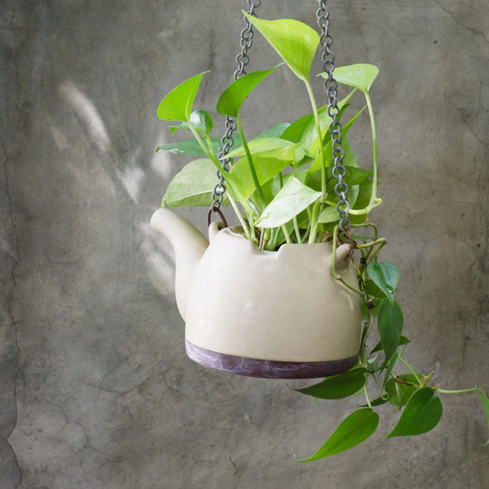 Plant in ceramic pots hang on concrete wall
