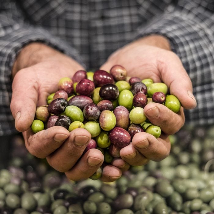 Farmer hands holding a handful of fresh harvested olives. 