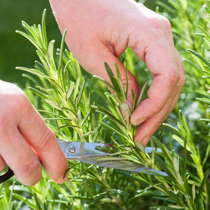 Woman gathers fresh rosemary herb in the garden; Shutterstock ID 213917086; Job (TFH, TOH, RD, BNB, CWM, CM): TOH