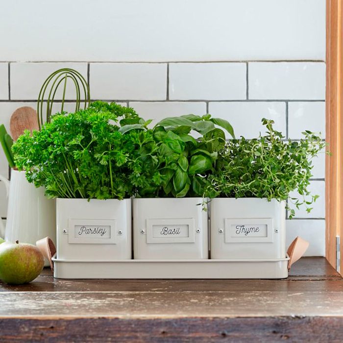 3 Herb Pots in a Leather Handled Tray