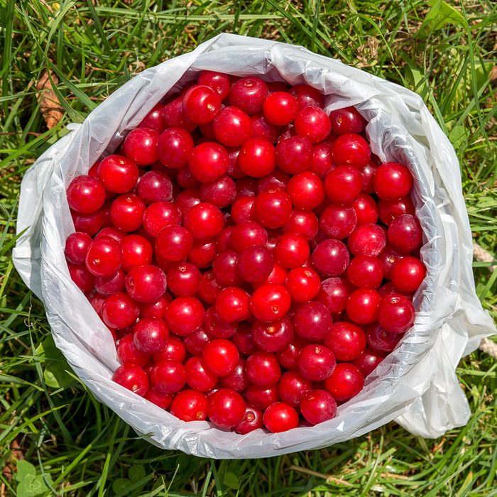 Pail full of freshly picked cherries sitting on the ground and seen from above.