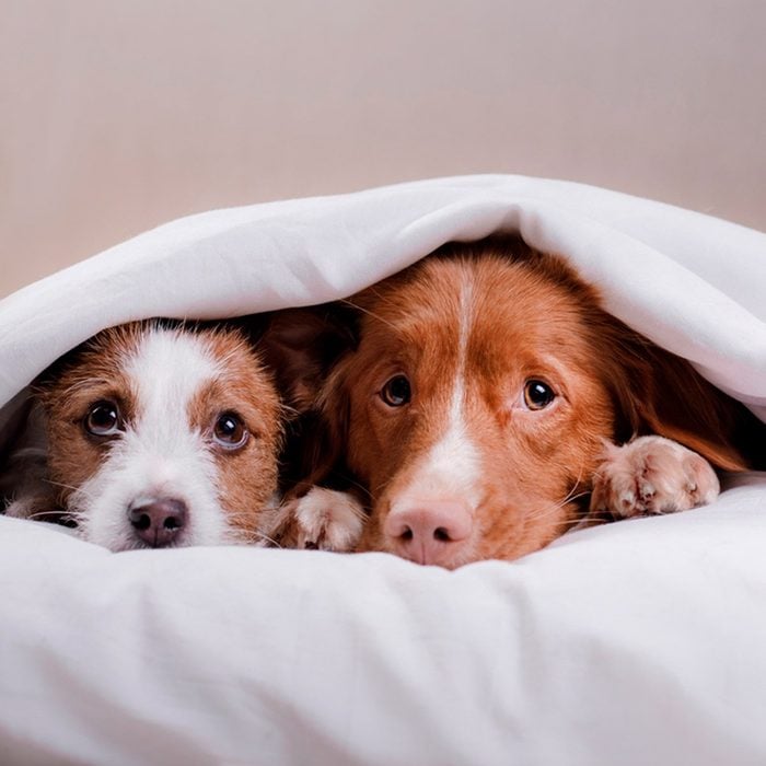 Two dogs under a white sheet peeking out