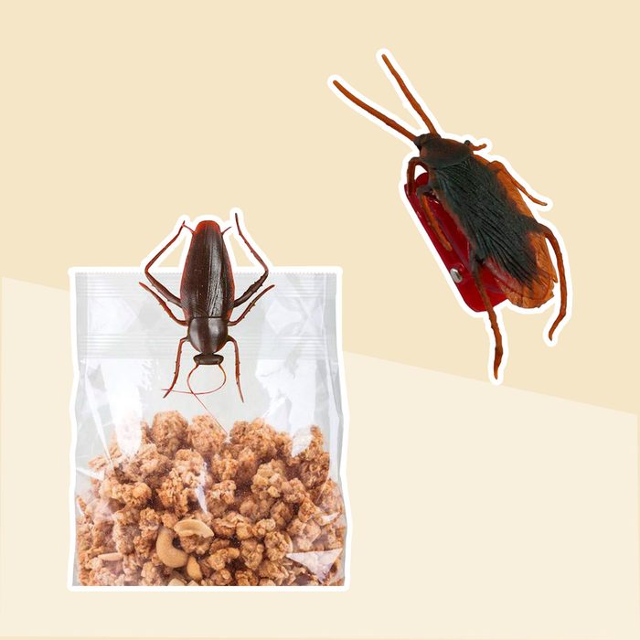 Cockroach Clips