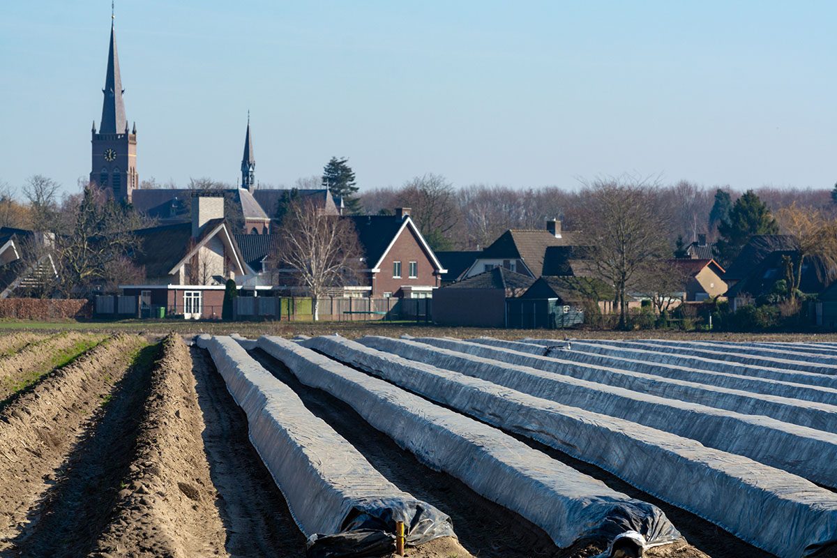 Rows on white asparagus fields covered with plastic film, begin of new asparagus season on asparagus farm in Netherlands, spring country landscape; Shutterstock ID 1315775426; Job (TFH, TOH, RD, BNB, CWM, CM): Taste of Home