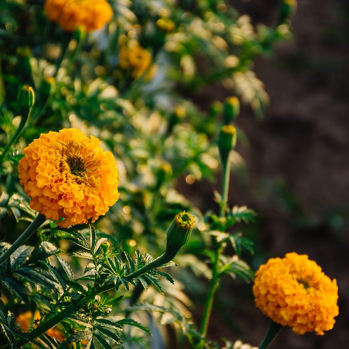 Close up of Marigolds flowers blooming against beautiful sunlight at the garden in Thailand.